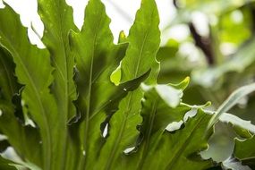 tropical fresh leaves
