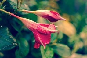 Two scarlet spring buds