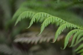 tropical green plant leaves macro