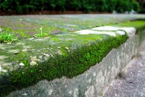 green moss on a sidewalk