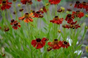 flower nature macro red blue