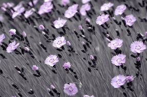 field of pink flowers