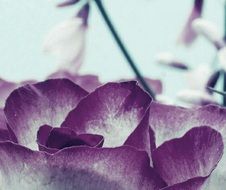 background blossom bloom purple