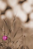 garden grass meadow flower sepia