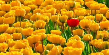 tulips flowers yellow beautiful