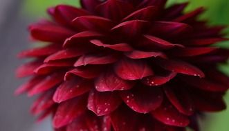 dahlia dahlias flower nature