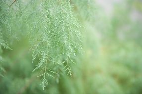 vegetation green nature plant