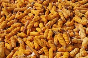 corn harvest background