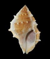 sea shell mollusk ocean marine