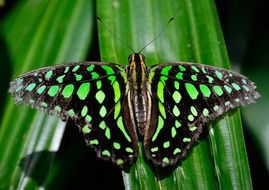 malachite butterfly on a leaf