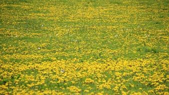 photo of yellow field of dandelions