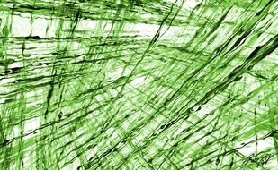 fractal green digital abstract
