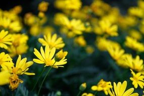 photo of blooming yellow chrysanthemums