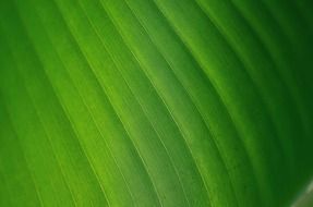 green macro leaf