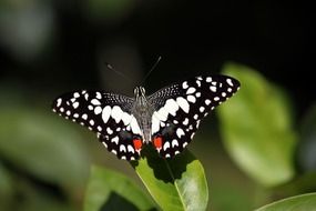 butterfly insects gardens plants