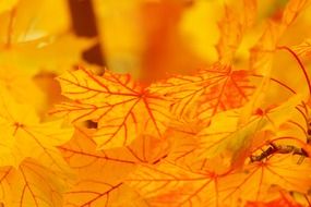 Beautiful orange, yellow and red autumn leaves