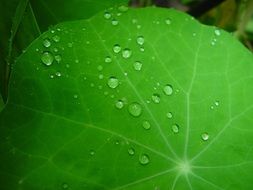raindrops on the plant leaf