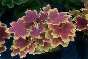 leaves color foliage colorful red