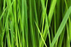 abstract background floral grass