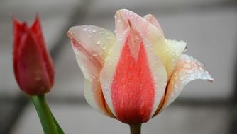 tulip lily spring nature flowers