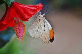 butterfly animal insect nature