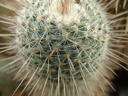 cactus green desert nature plant