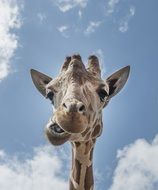funny giraffe portrait