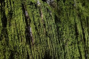 moss weave green stone fouling