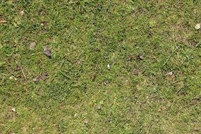 grass rush green meadow nature