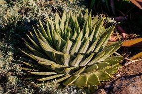 rosette of green succulent