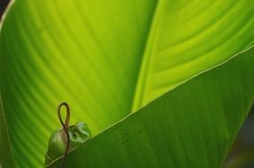 colorful green leaf with a surprise