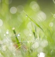 meadow lawn grass lush leaves