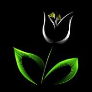tulip abstract white bright spring