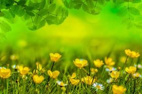 spring background flower field