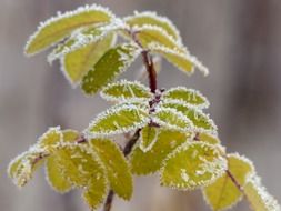 frosted leaves branch background