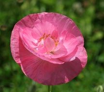 poppy flowers pink petals blossoms