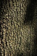 tree bark nature background