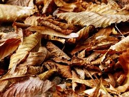 dry brown autumn leaves