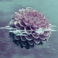 colorless dahlia flower