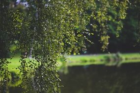 birch tree in park