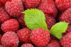 background berry detail food fresh