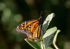 butterfly insect large orange