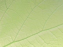 leaf nature green wave shiny