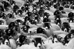 sheep agriculture animals