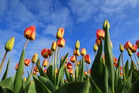 tulips tulip field fields red