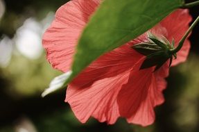 hibiscus plant red flower pistil