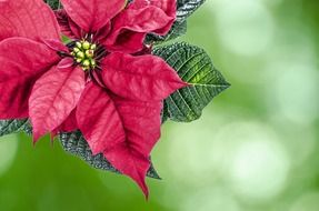 christmas high key poinsettia flower