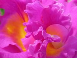 orchids flowers pink purple petals