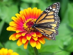 monarch butterfly flower zinnia