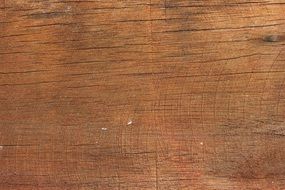 wood texture pattern tree